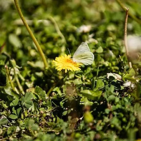Lägenhet Zeusplace Magic Pool