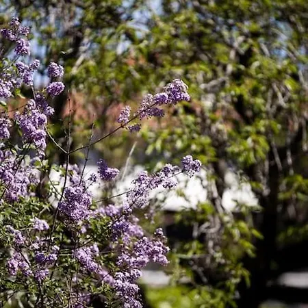 公寓 Zeusplace Magic Pool Aiginio