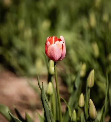 Zeusplace Magic Pool